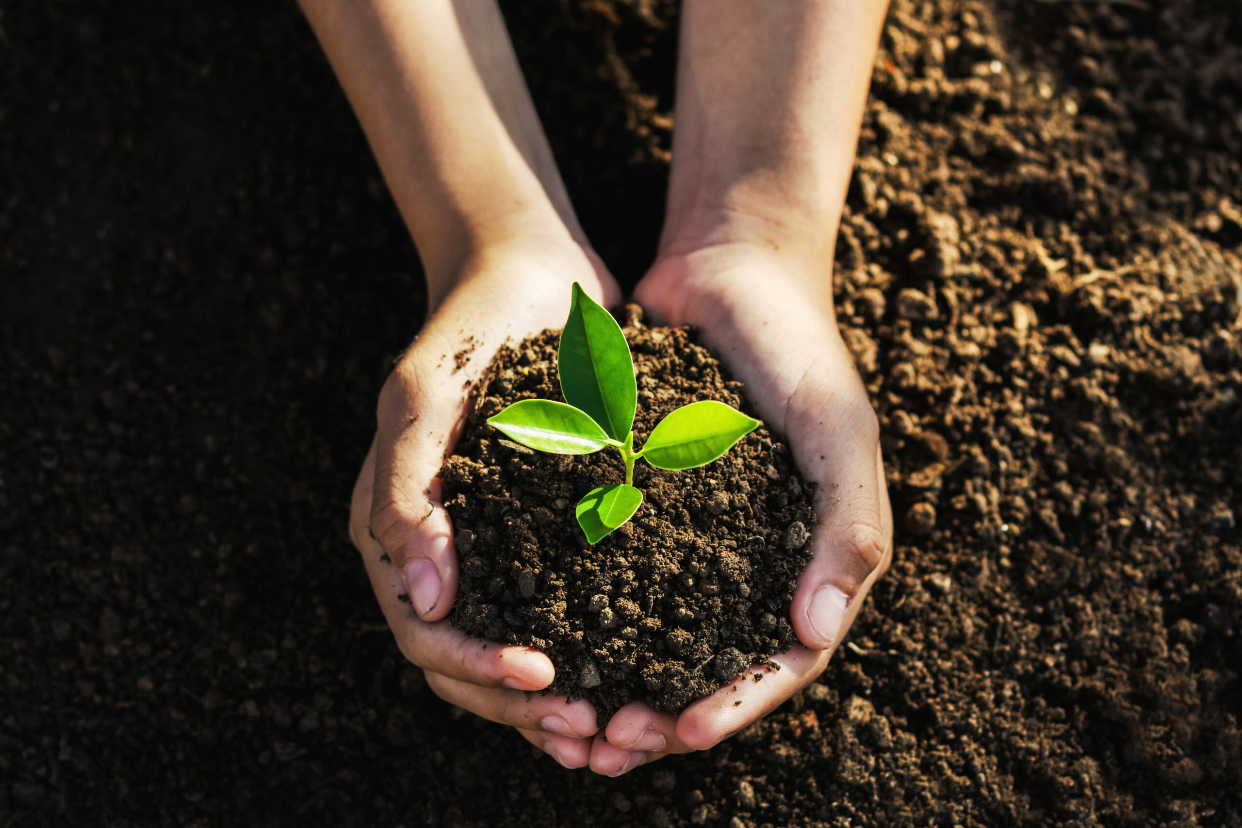 hand holding young tree for planting. concept eco earth day