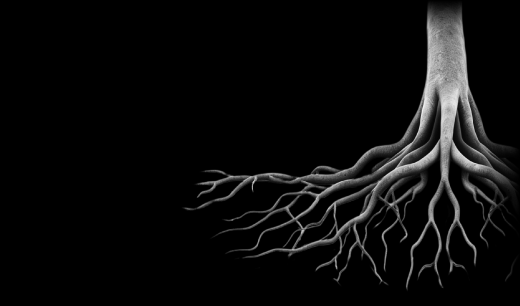 Close-up of a white root system sprawling from the top-right, set against a black background.
